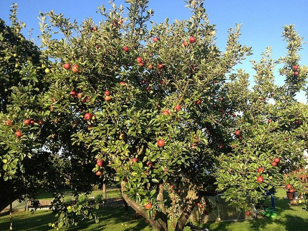 Kraj přispěje na záchranu starých odrůd ovocných stromů