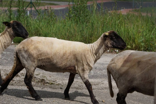 Ovce z Chebska přijely na stáž ke krajskému úřadu