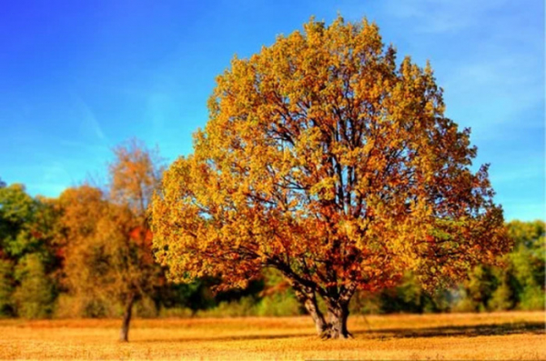 Užijte si barvy podzimu v Mariánských Lázních