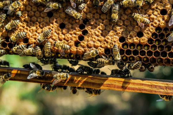 Včelaři z Karlovarského kraje mohou začít podávat žádosti o dotace