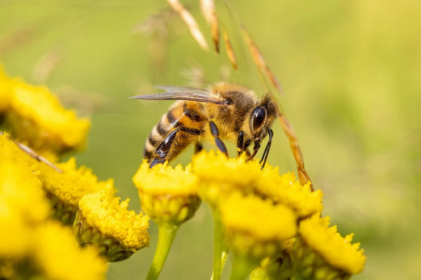 Včelaři Karlovarského kraje letos získají dotace ve výši 1 milion korun