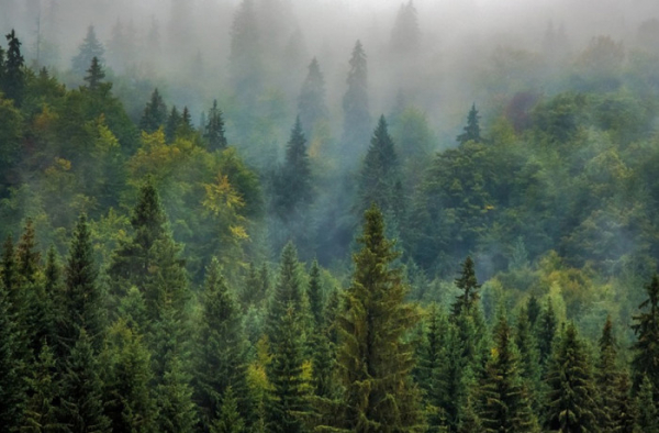 Karlovarský kraj rozdělí dotace na hospodaření v lesích v regionu