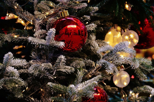 Vánoční stromek Naděje bude plnit přání také na krajském úřadě v Karlových Varech