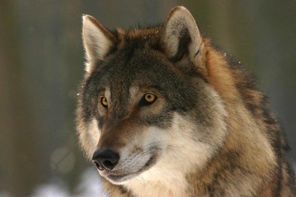 AOPK: Krušnohorský vlk se vrací do přírody