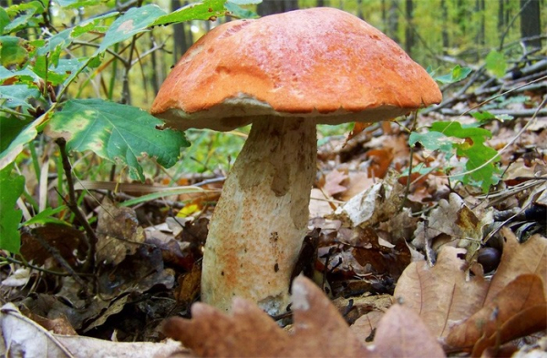 Karlovarský kraj vydal knihu věnovanou houbám