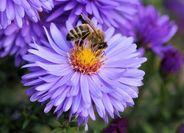  Karlovarský kraj opět podpoří včelaře