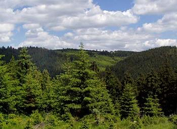 Kraj rozdělí příspěvky na hospodaření v lesích